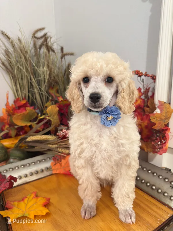 Teddy - Blue Collar  – Poodle - Miniature  puppy for sale in Colbert, WA