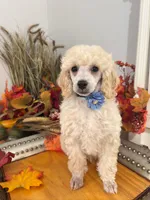 Teddy - Blue Collar , a male Poodle - Miniature  for sale in Colbert, WA – 1 of 7
