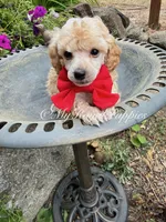  Red Collar , a male Poodle - Miniature  for sale in Colbert, WA – 3 of 4