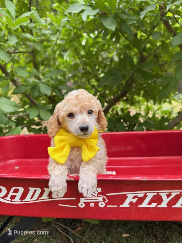 Yellow Collar  – Poodle - Miniature  puppy for sale in Colbert, WA