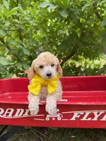 Yellow Collar , a male Poodle - Miniature  for sale in Colbert, WA – 1 of 5