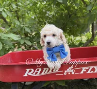 Blue Collar , a male Poodle - Miniature  for sale in Colbert, WA – 5 of 5