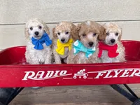 Yellow Collar , a male Poodle - Miniature  for sale in Colbert, WA – 5 of 5