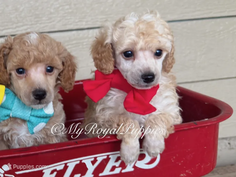  Red Collar  – Poodle - Miniature  puppy for sale in Colbert, WA
