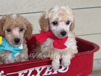  Red Collar , a male Poodle - Miniature  for sale in Colbert, WA – 1 of 4