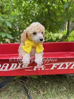 Yellow Collar , a male Poodle - Miniature  for sale in Colbert, WA – 2 of 5