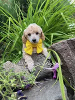 Yellow Collar , a male Poodle - Miniature  for sale in Colbert, WA – 4 of 5