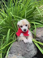  Red Collar , a male Poodle - Miniature  for sale in Colbert, WA – 4 of 4