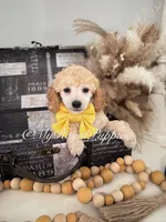 Remi - Yellow Collar , a male Poodle - Miniature  for sale in Colbert, WA – 3 of 10