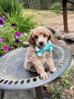 Green Collar, a male Poodle - Miniature  for sale in Colbert, WA – 3 of 5