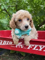 Green Collar, a male Poodle - Miniature  for sale in Colbert, WA – 2 of 5