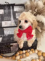  Henry- Red Collar , a male Poodle - Miniature  for sale in Colbert, WA – 5 of 9
