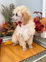  Henry- Red Collar , a male Poodle - Miniature  for sale in Colbert, WA – 3 of 6