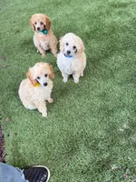 Teddy - Blue Collar , a male Poodle - Miniature  for sale in Colbert, WA – 6 of 7