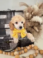 Remi - Yellow Collar , a male Poodle - Miniature  for sale in Colbert, WA – 4 of 10