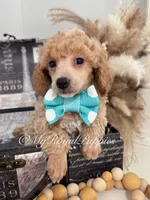 Milo - Green Collar, a male Poodle - Miniature  for sale in Colbert, WA – 5 of 10