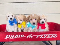 Blue Collar , a male Poodle - Miniature  for sale in Colbert, WA – 3 of 5