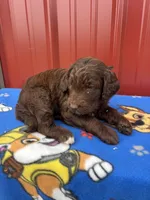 hagard, a male Aussiedoodle for sale in Benton, MO – 1 of 4