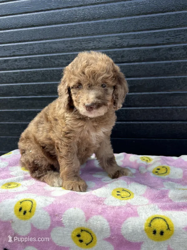 elsie – Aussiedoodle puppy for sale in Benton, MO