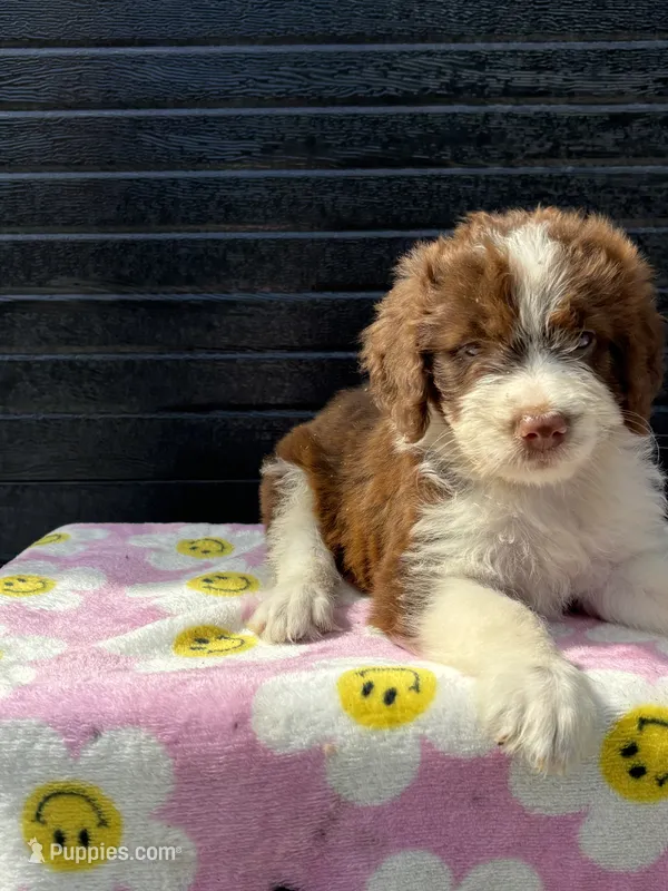abby – Aussiedoodle puppy for sale in Benton, MO