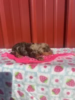 stella, a female Yorkipoo for sale in Benton, MO – Photo 5 of 8