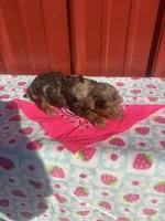 stella, a female Yorkipoo for sale in Benton, MO – Photo 8 of 8