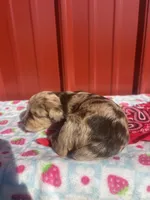 stella, a female Yorkipoo for sale in Benton, MO – Photo 6 of 8