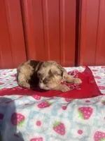 stella, a female Yorkipoo for sale in Benton, MO – Photo 1 of 8
