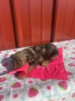 stella, a female Yorkipoo for sale in Benton, MO – Photo 3 of 8