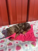 stella, a female Yorkipoo for sale in Benton, MO – Photo 7 of 8