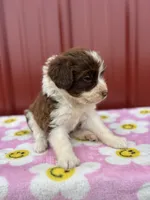 abby, a female Aussiedoodle for sale in Benton, MO – 3 of 3