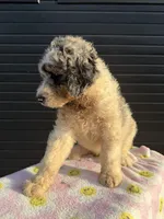 Salsa, a male Labradoodle for sale in Benton, MO – 1 of 4