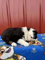 ace, a male Aussiedoodle for sale in Benton, MO – 3 of 3