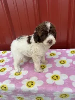 jewwlels, a female Aussiedoodle for sale in Benton, MO – 3 of 3