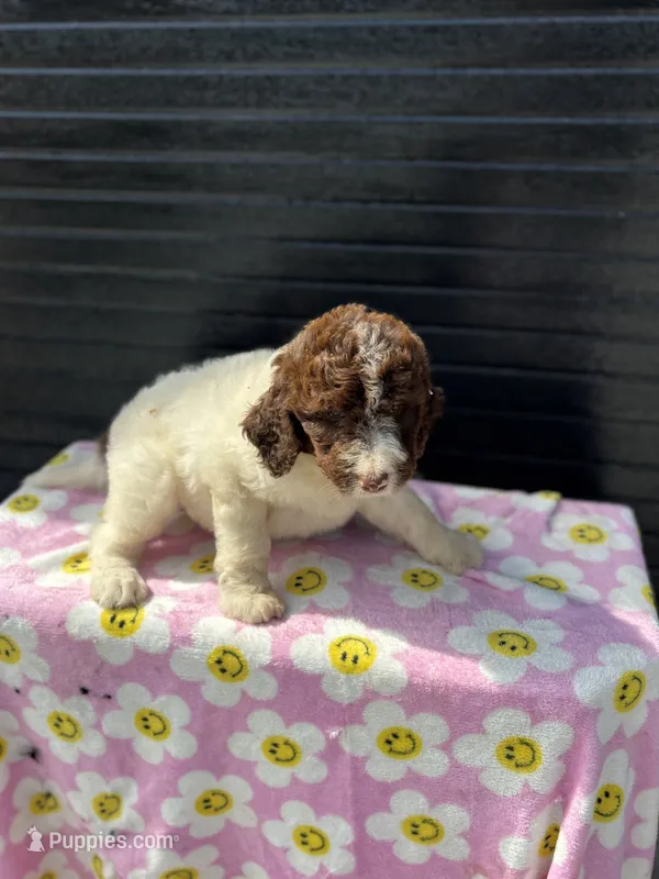 shania – Aussiedoodle puppy for sale in Benton, MO