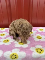 gracie, a female Aussiedoodle for sale in Benton, MO – 2 of 4