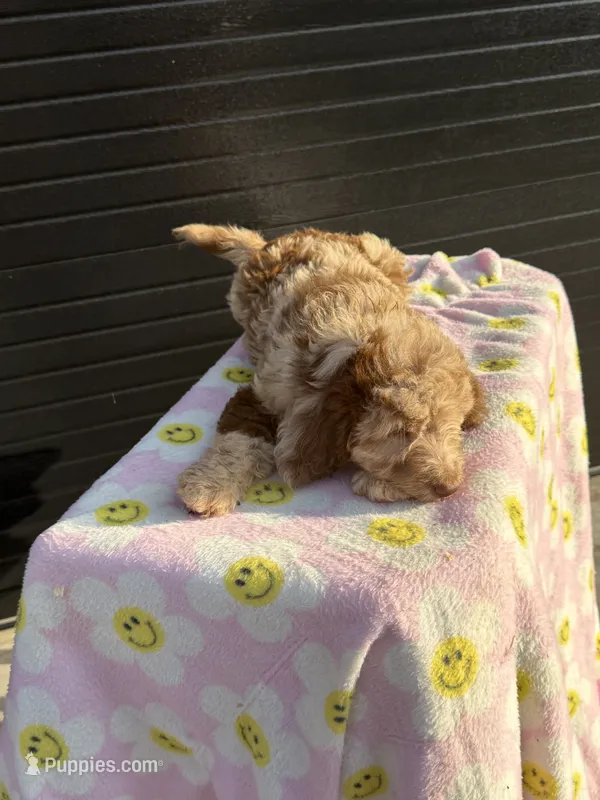 gracie – Aussiedoodle puppy for sale in Benton, MO