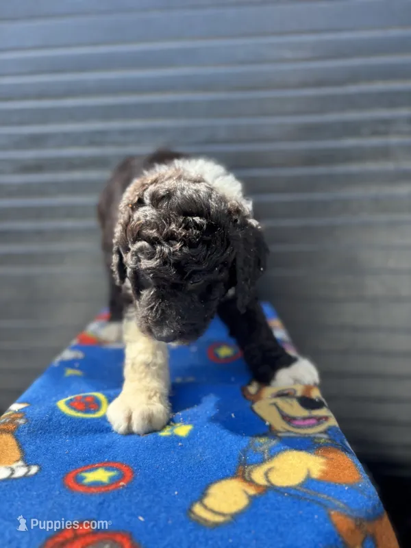 skipper – Aussiedoodle puppy for sale in Benton, MO