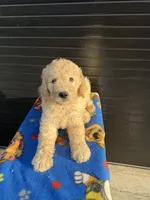 Carmel, a male Labradoodle for sale in Benton, MO – 1 of 3