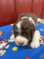 earl, a male Aussiedoodle for sale in Benton, MO – 3 of 3