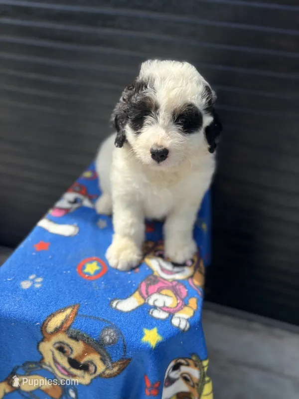 oreo – Aussiedoodle puppy for sale in Benton, MO