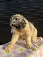 Salsa, a male Labradoodle for sale in Benton, MO – 2 of 4