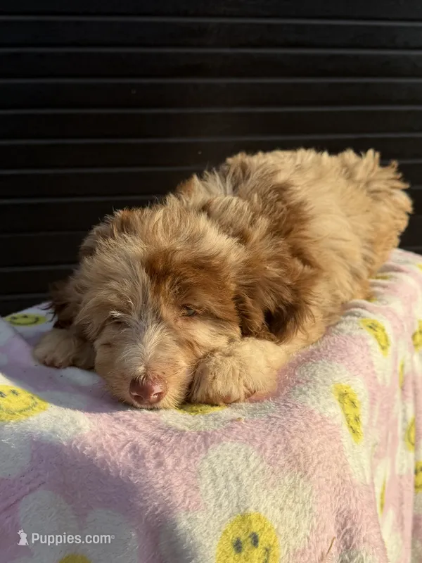 elsie – Miniature Aussiedoodle puppy for sale in Benton, MO