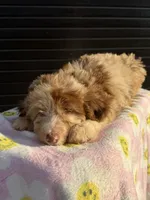 elsie, a female Miniature Aussiedoodle for sale in Benton, MO – 1 of 4
