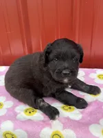 dallyanna, a female Aussiedoodle for sale in Benton, MO – 1 of 3