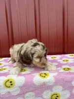 lucy, a female Aussiedoodle for sale in Benton, MO – 2 of 4