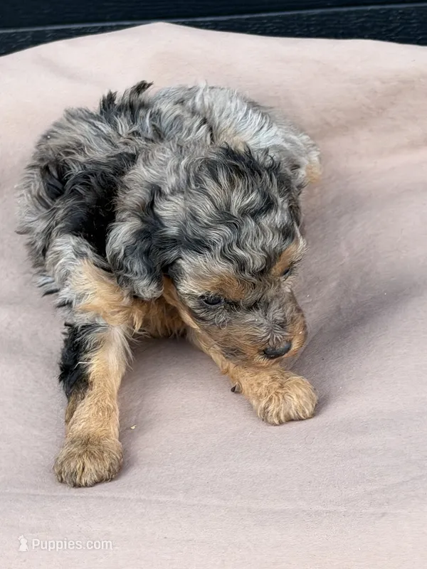 Sugar – Poodle - Toy  puppy for sale in Benton, MO