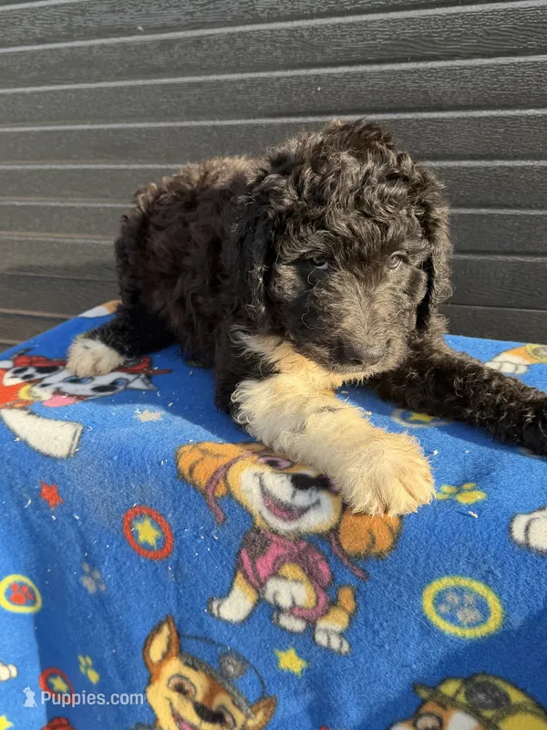 skipper – Aussiedoodle puppy for sale in Benton, MO