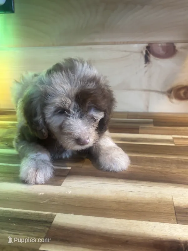 gracie – Aussiedoodle puppy for sale in Benton, MO