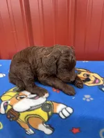 hagard, a male Aussiedoodle for sale in Benton, MO – 2 of 4